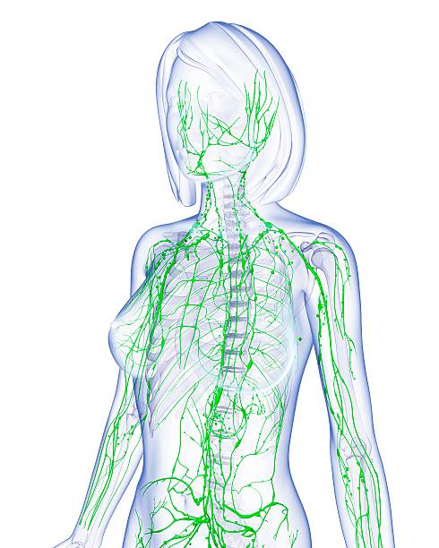 manuell lymfdränage, lymfsystemet, lymfmassage